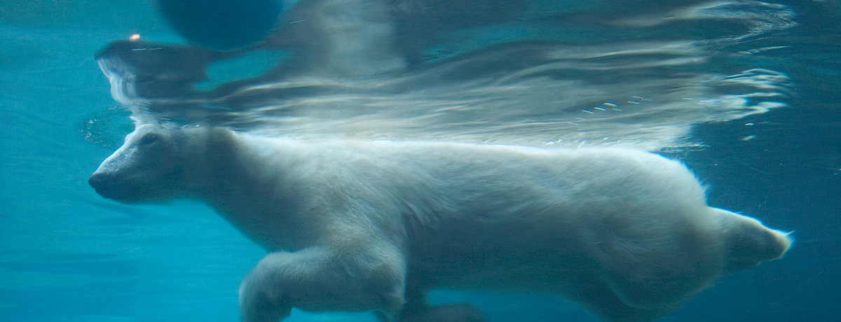 Polar bear swimming underwater in a zoo