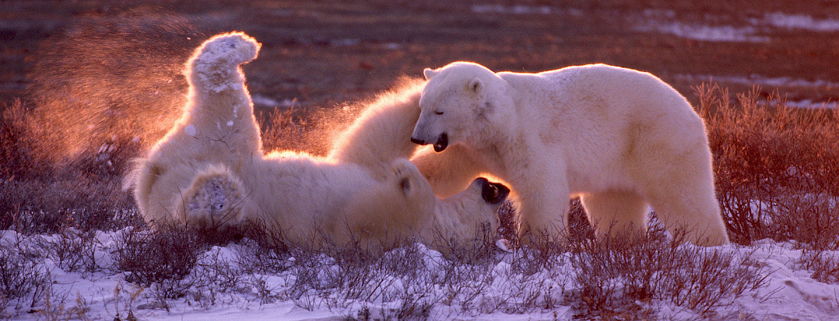 2 males sparing at sunrise or sunset