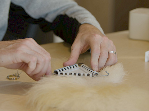 Testing a Burr on Fur prototype on a piece of polar bear fur.