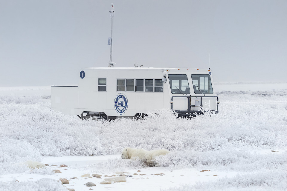Tundra Buggy One parked on the tundra in the background, with two polar bears laying down in front of it. - Dave Sandford.