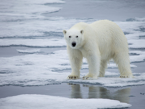 Polar bear stands on a melting sea ice floe and stares at the camera - Kt Miller