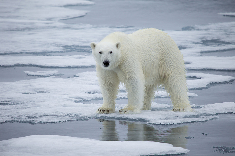 Polar bear stands on a melting sea ice floe and stares at the camera - Kt Miller
