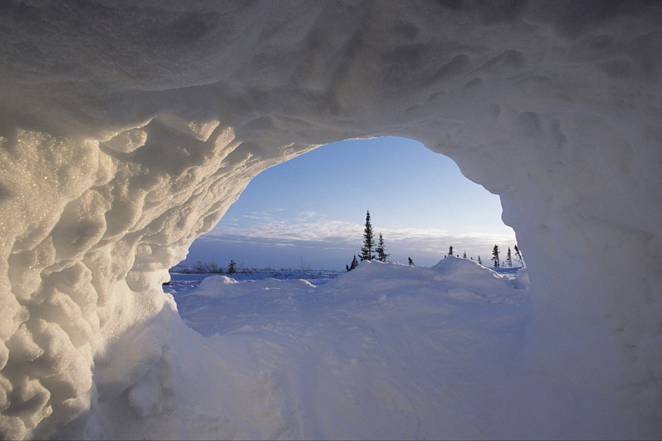 Looking out from inside a maternal polar bear den dug into snow drift - Daniel J. Cox