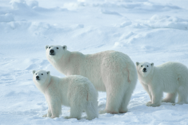 A mother polar bear and her two COY's stand in the snow and look towards camera - Daniel J. Cox