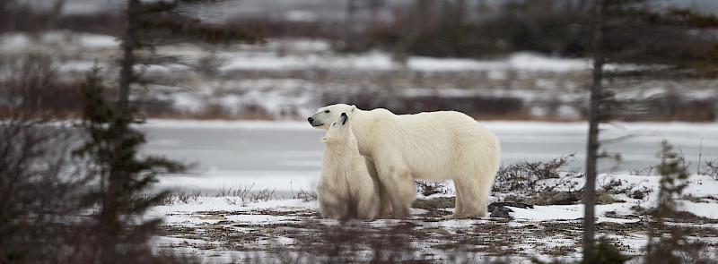 Polar bear cub looks up next to mother, standing among trees near Churchill
