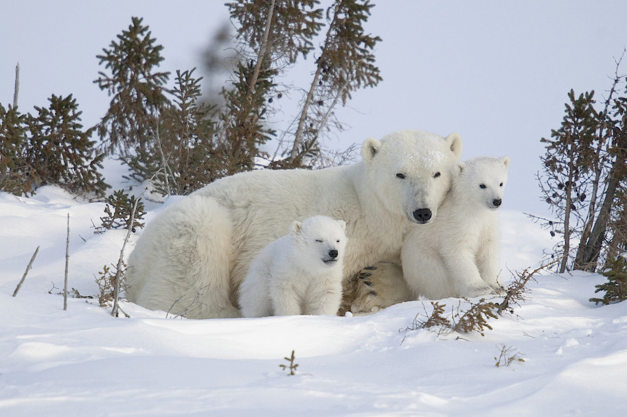 Mother and two young COY twin cubs in Wapusk National Park