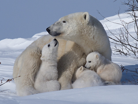 A mother polar bear and 3 coys - Daniel J. Cox
