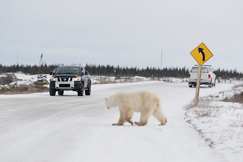 Polar bear Walking on Road Near Town of Churchill (Coexistence) - Daniel J. Cox