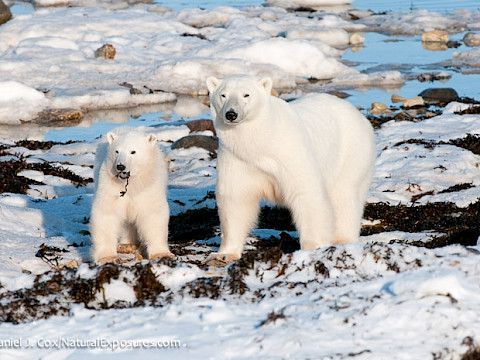 A polar bear and her 1 coy snack on kelp on the shores of Hudson Bay - Dan Cox