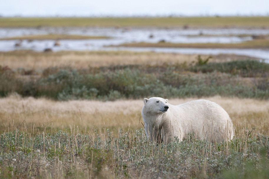 A polar bear in the tall grasses during summer in the Arctic - BJ Kirschhoffer