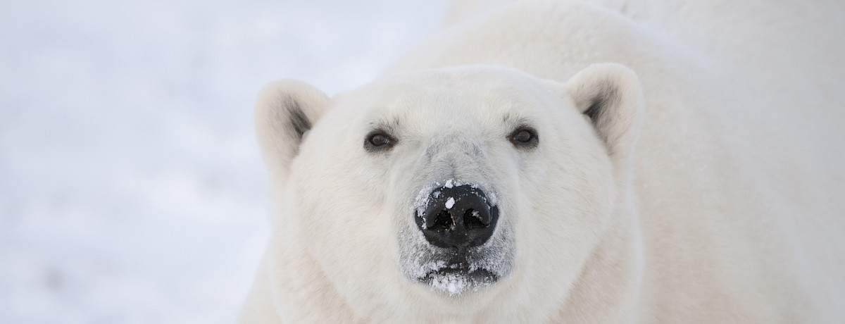 Close up of a polar bear's face