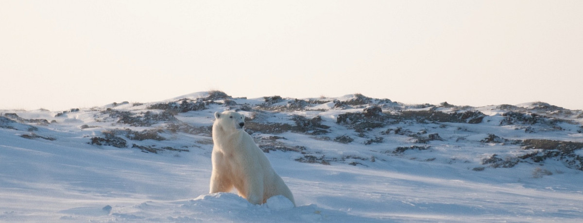Female Polar Bear Mom Emerges From a Den in Alaska - BJ Kirschhoffer