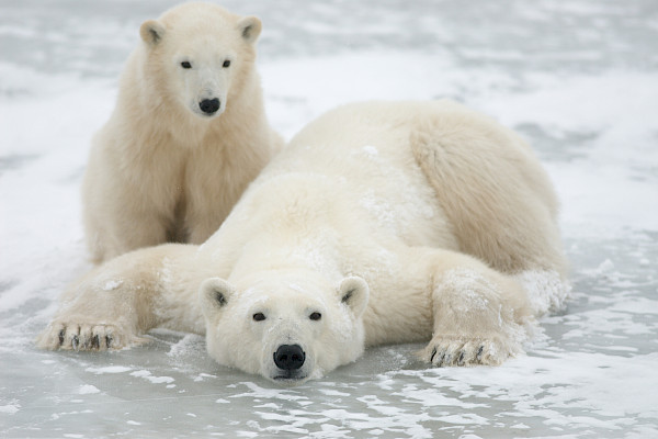 Mother polar bear lying down on ice while 1 yearling cub sits behind.