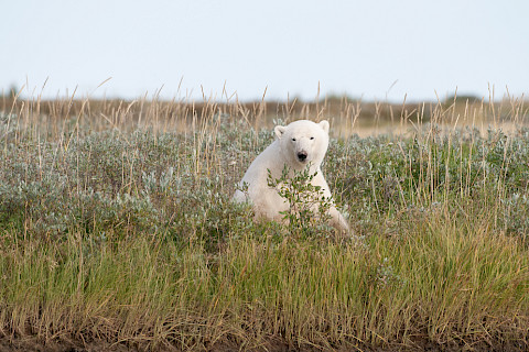 Polar Bear Sitting in Tundra Grasses in Summer in Churchill