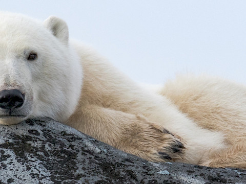 Polar Bear Lying On a Rock - Horizontal Hero - Simon Gee