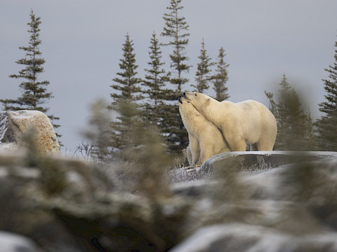 Mom and Cub show affection, Tundra with trees in background