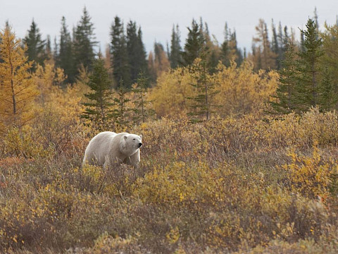 Polar bear in fall, Manitoba, Canada