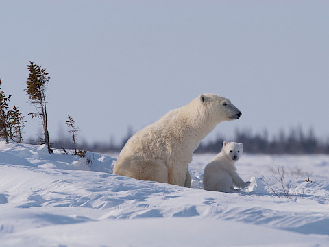 Polar bear with 1 coy sitting near flag tree, Manitoba, Canada