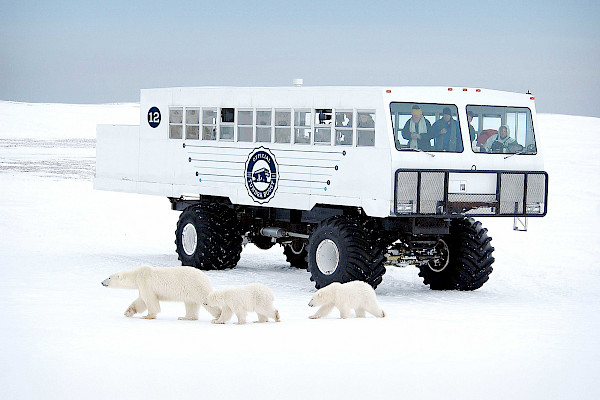 Mother bear and 2 coys walk in front of Tundra Buggy.