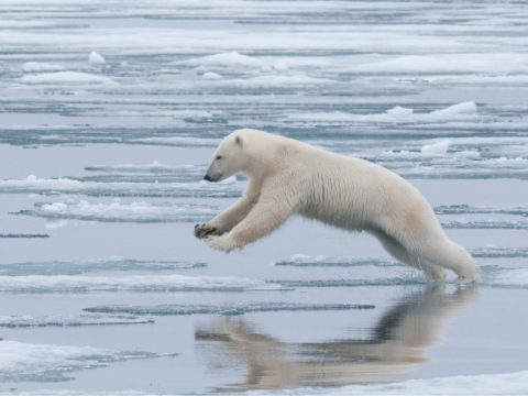 Polar bear jumping between pieces of ice