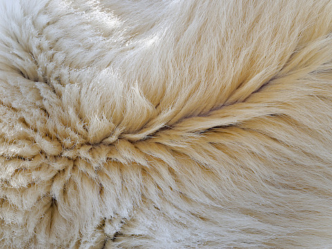 Close up of polar bear fur