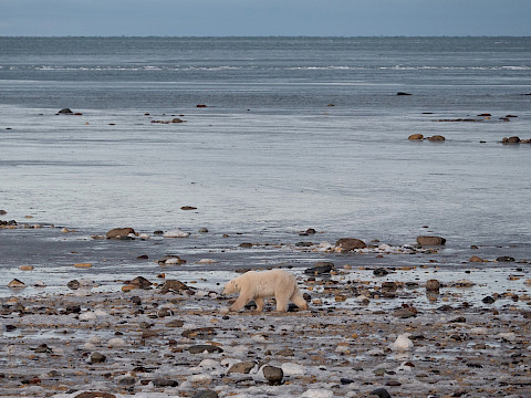 A polar bear walks along the coast near Churchill, Manitoba as Hudson Bay begins to freeze