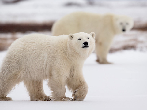 1 yearling cub walking with mother in the background