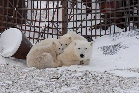 Polar bear and 2 coys huddled near a fence and oil drum in Churchill, Manitoba.
