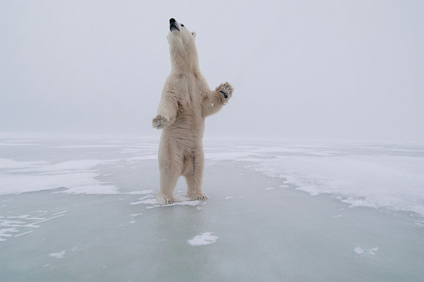 Polar bear standing on two legs on ice and sniffing air