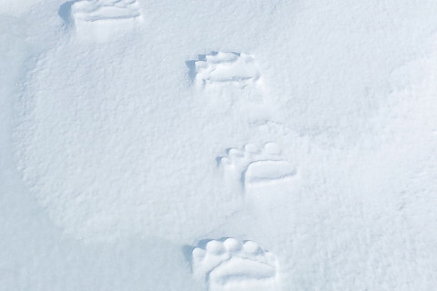 Polar bear tracks near the village of Barrow, Alaska.